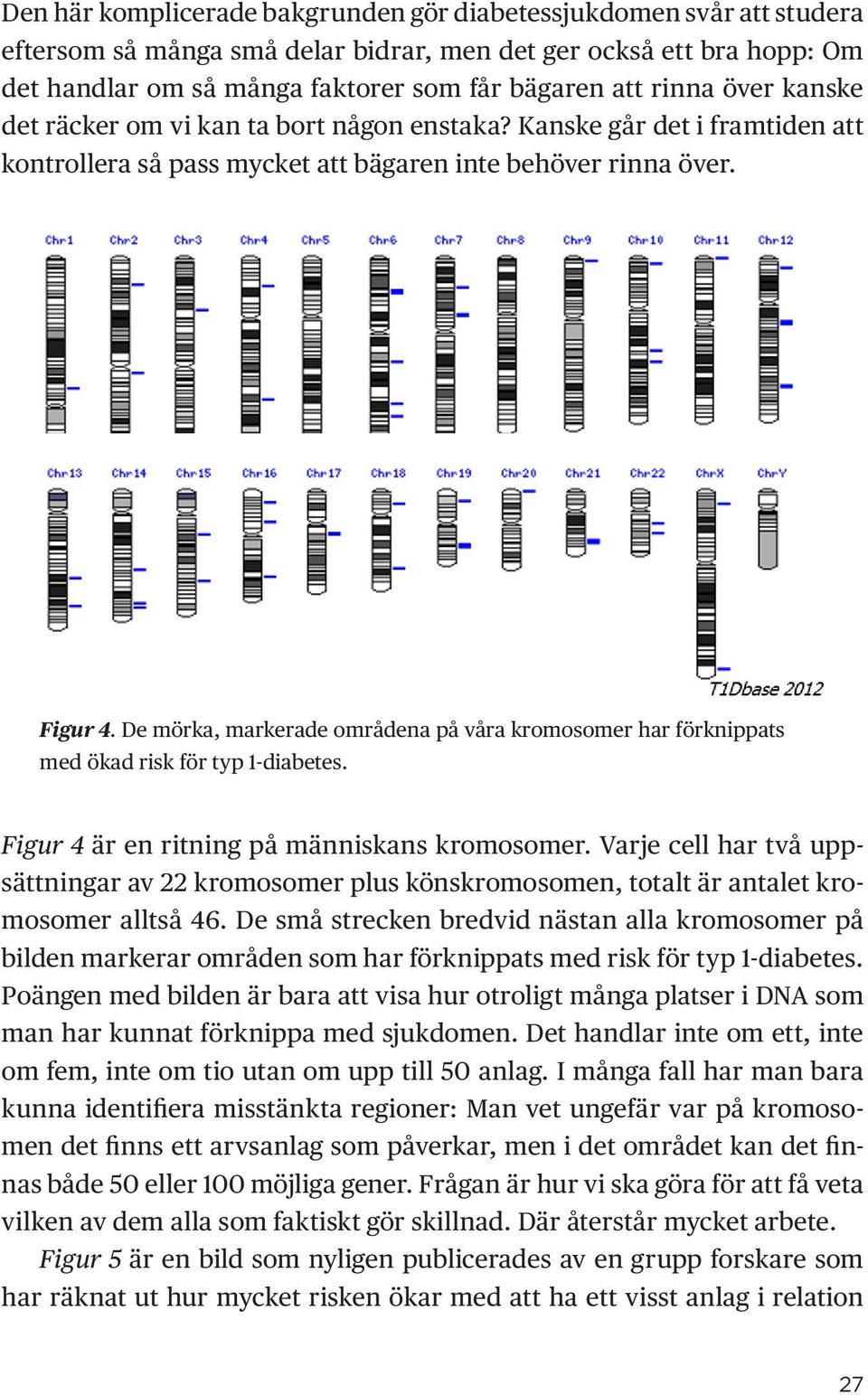 De mörka, markerade områdena på våra kromosomer har förknippats med ökad risk för typ 1-diabetes. Figur 4 är en ritning på människans kromosomer.