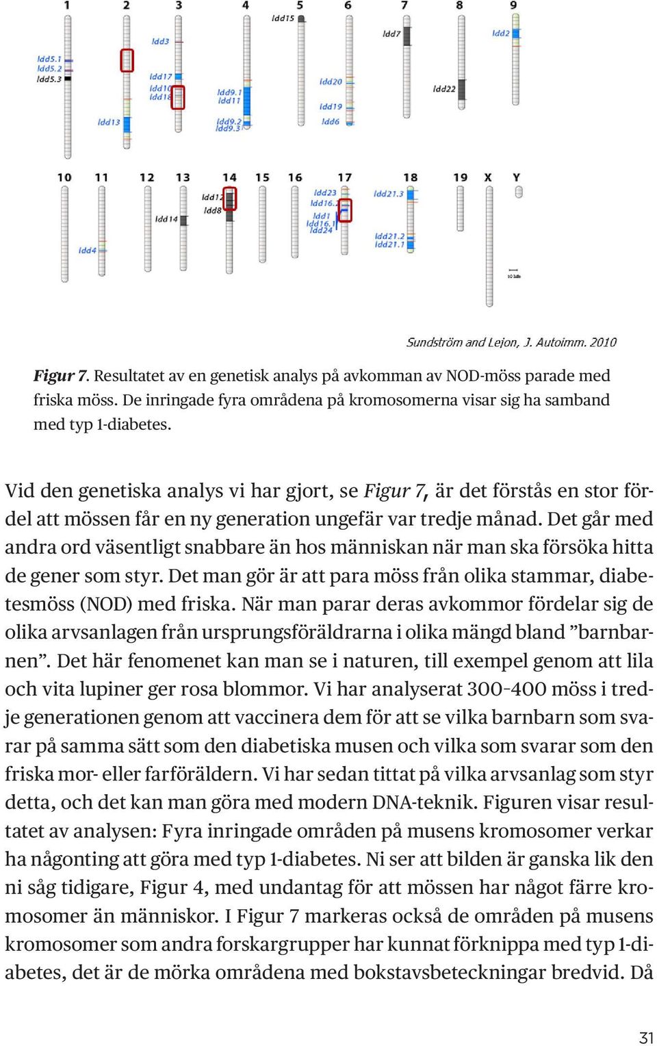 Det går med andra ord väsentligt snabbare än hos människan när man ska försöka hitta de gener som styr. Det man gör är att para möss från olika stammar, diabetesmöss (NOD) med friska.