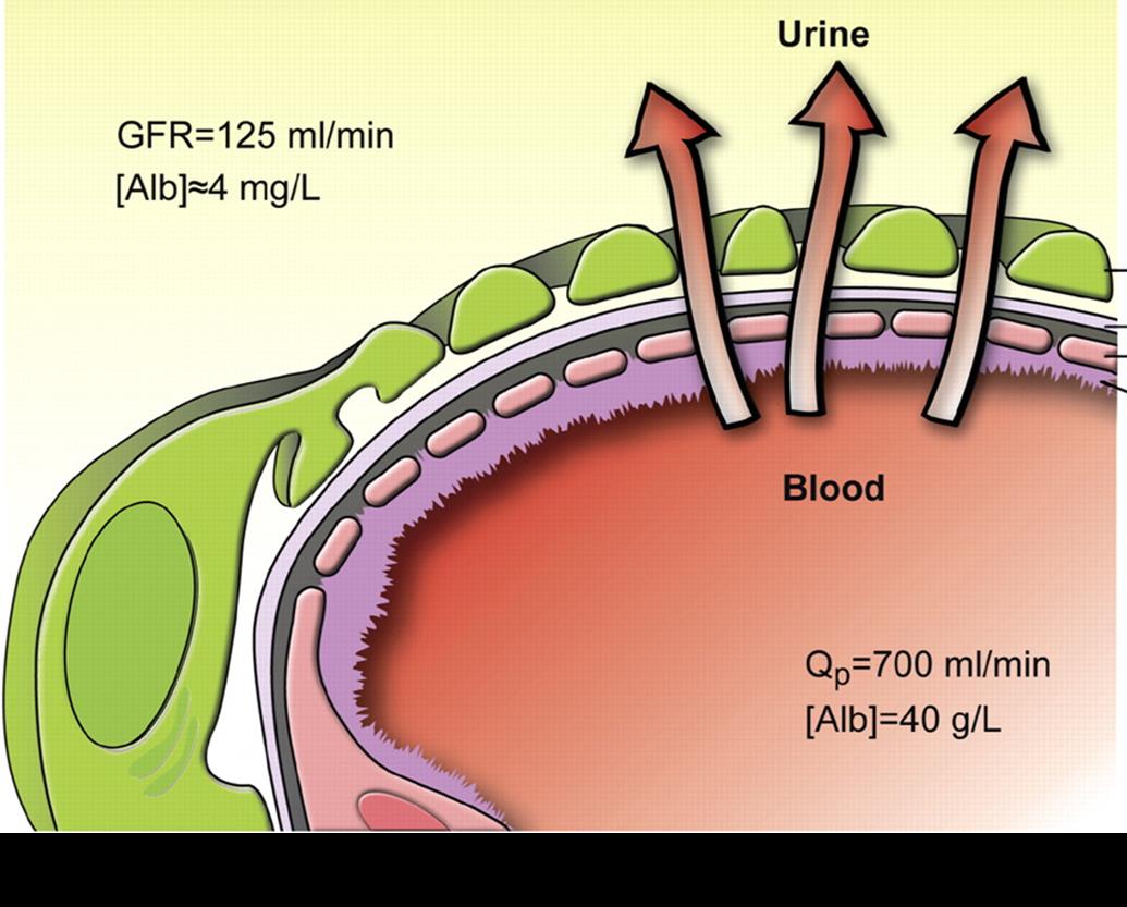 Vad filtreras? Blod-urin barriären Ämne Molekylvikt (D) Sieving coeff.