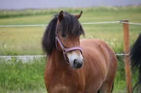 Vad firas denna dag? Vad kallas hästens nos?