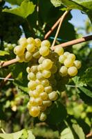 Sylvaner Pinot Blanc Tänkt vin : Léon Beyer Pinot Noir Exception 2013 Riesling Muscat och Pinot Blanc odlas i kalkstensterräng Gewurztraminer odlas i märgel och kalkjordar Riesling odlas på alla