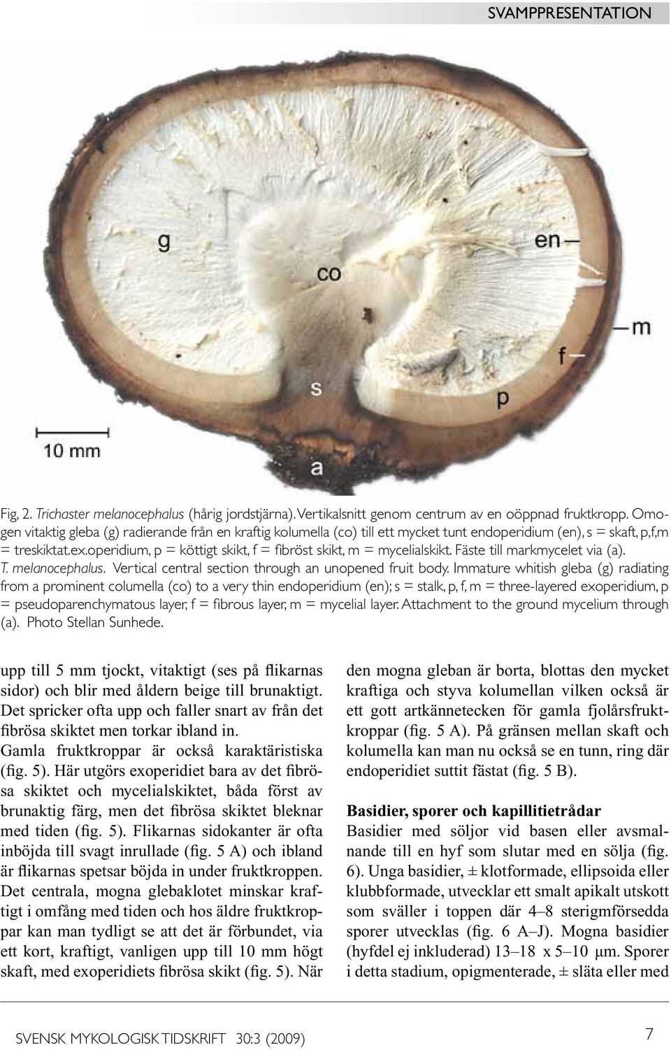 operidium, p = köttigt skikt, f = fibröst skikt, m = mycelialskikt. Fäste till markmycelet via (a). T. melanocephalus. Vertical central section through an unopened fruit body.