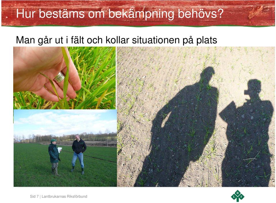 Man går ut i fält och kollar