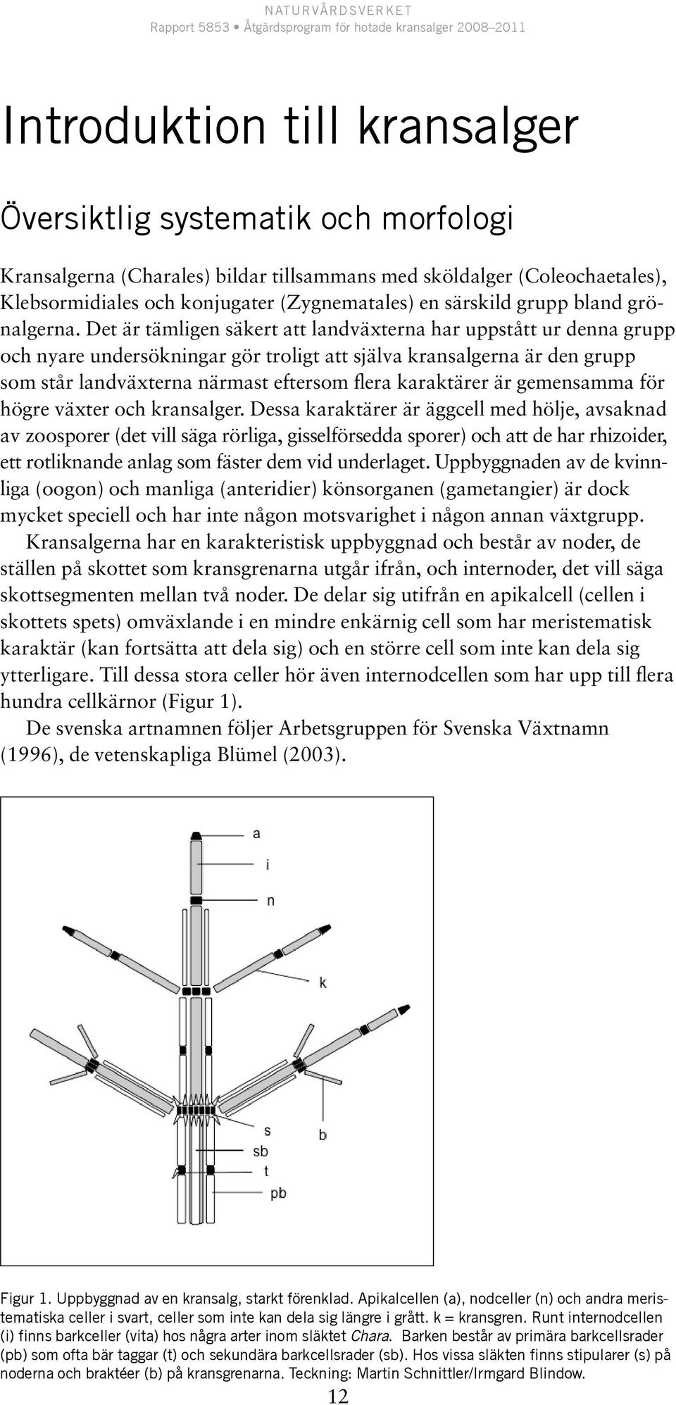 Det är tämligen säkert att landväxterna har uppstått ur denna grupp och nyare undersökningar gör troligt att själva kransalgerna är den grupp som står landväxterna närmast eftersom flera karaktärer