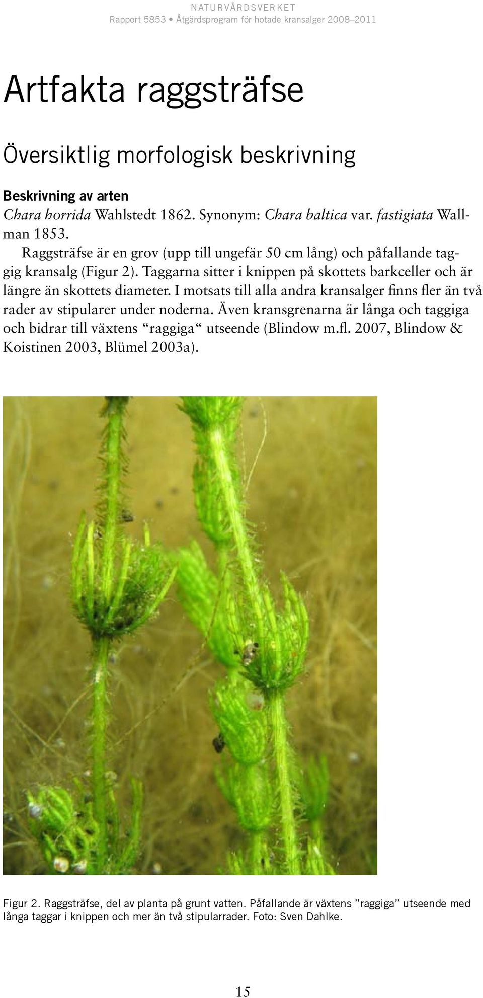 I motsats till alla andra kransalger finns fler än två rader av stipularer under noderna. Även kransgrenarna är långa och taggiga och bidrar till växtens raggiga utseende (Blindow m.fl. 2007, Blindow & Koistinen 2003, Blümel 2003a).