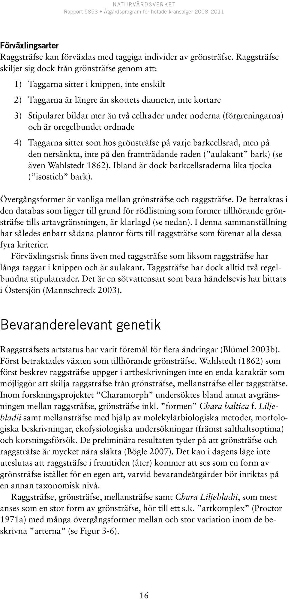 under noderna (förgreningarna) och är oregelbundet ordnade 4) Taggarna sitter som hos grönsträfse på varje barkcellsrad, men på den nersänkta, inte på den framträdande raden ( aulakant bark) (se även