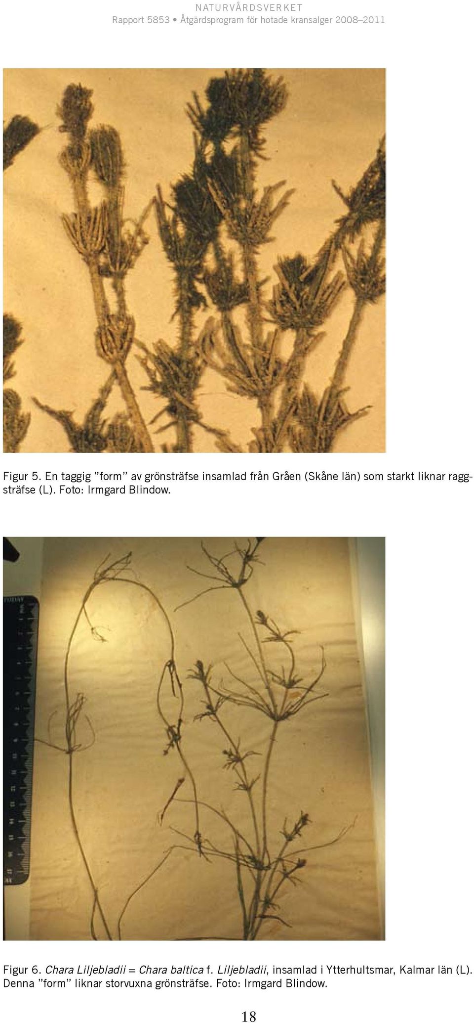 liknar raggsträfse (L). Foto: Irmgard Blindow. Figur 6.