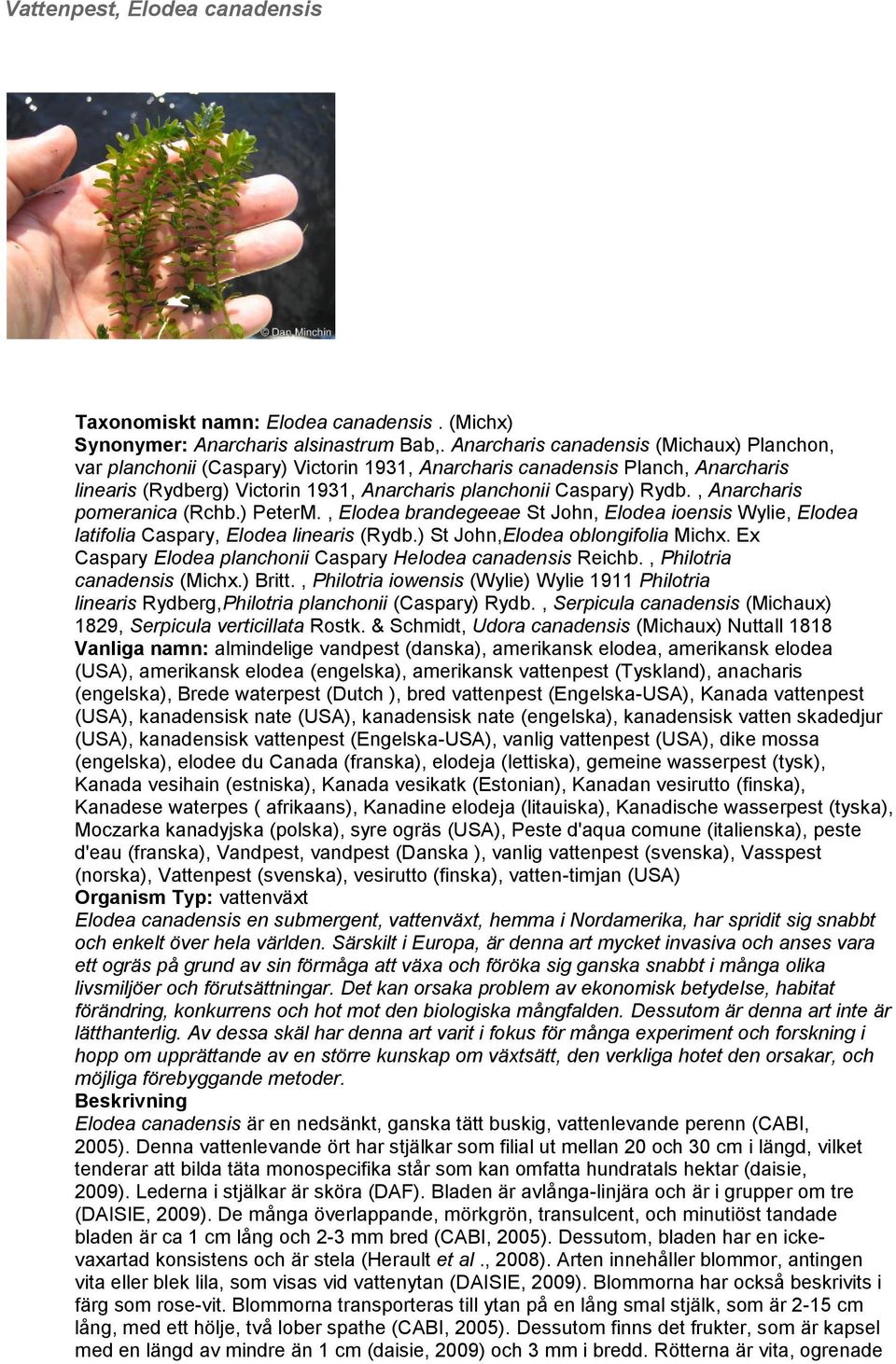 , Anarcharis pomeranica (Rchb.) PeterM., Elodea brandegeeae St John, Elodea ioensis Wylie, Elodea latifolia Caspary, Elodea linearis (Rydb.) St John,Elodea oblongifolia Michx.