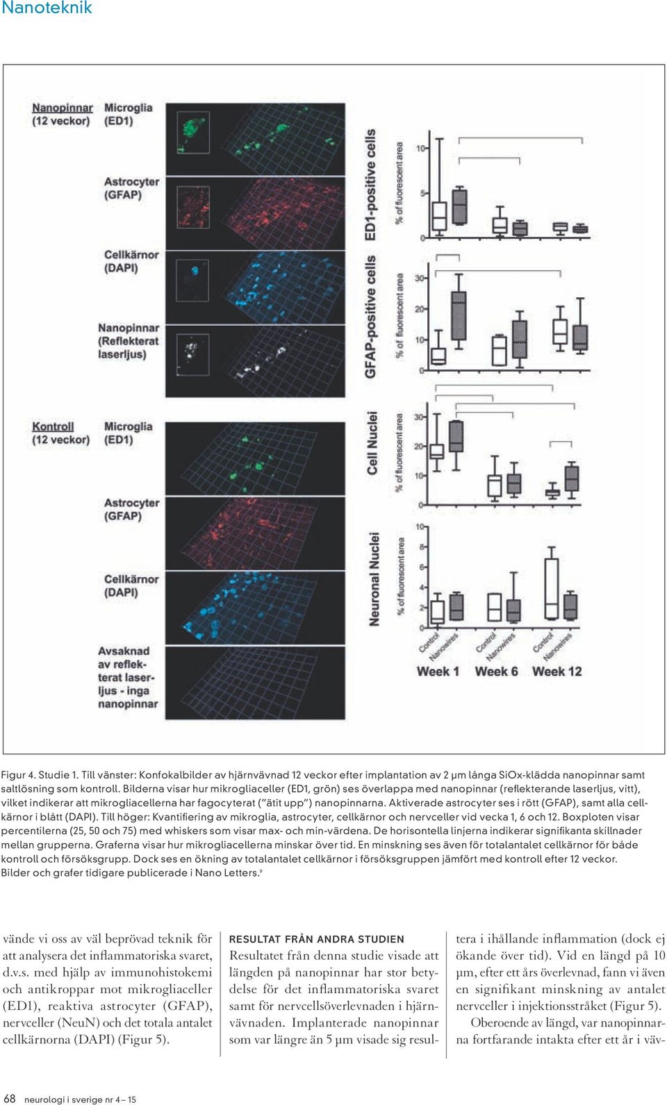 Aktiverade astrocyter ses i rött (GFAP), samt alla cellkärnor i blått (DAPI). Till höger: Kvantifiering av mikroglia, astrocyter, cellkärnor och nervceller vid vecka 1, 6 och 12.