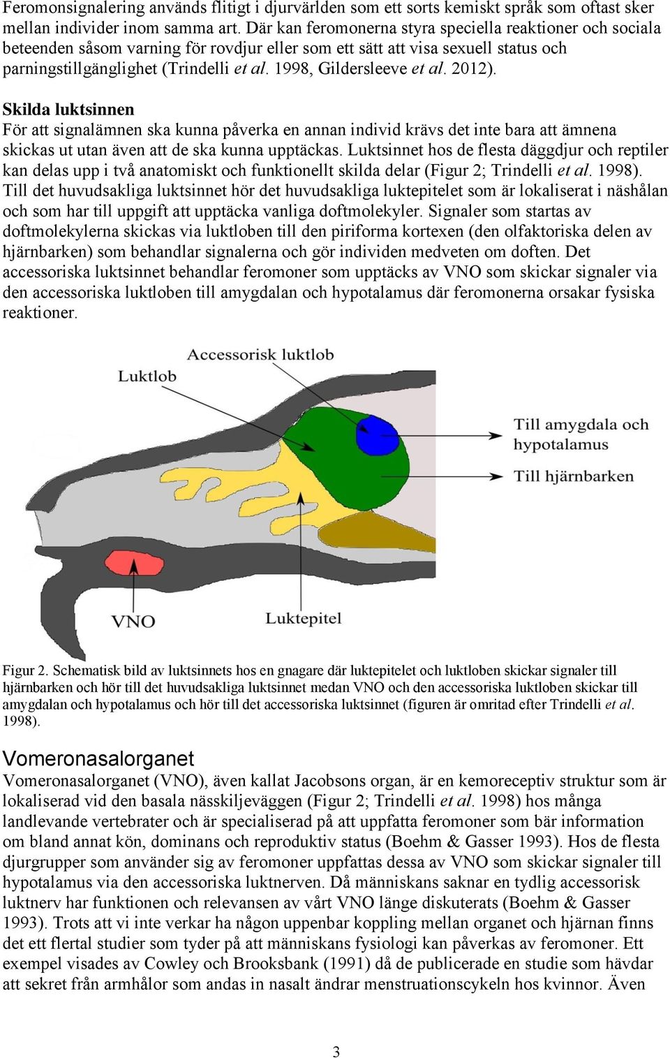 1998, Gildersleeve et al. 2012). Skilda luktsinnen För att signalämnen ska kunna påverka en annan individ krävs det inte bara att ämnena skickas ut utan även att de ska kunna upptäckas.