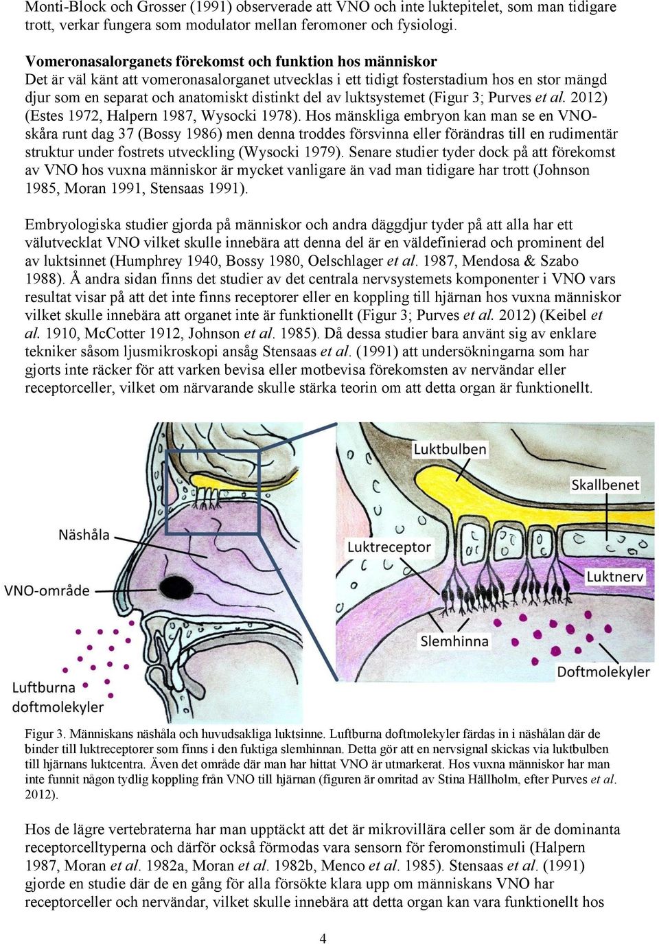 av luktsystemet (Figur 3; Purves et al. 2012) (Estes 1972, Halpern 1987, Wysocki 1978).