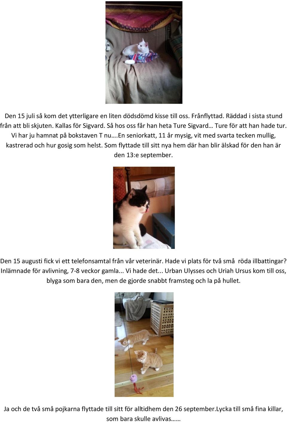 Som flyttade till sitt nya hem där han blir älskad för den han är den 13:e september. Den 15 augusti fick vi ett telefonsamtal från vår veterinär. Hade vi plats för två små röda illbattingar?