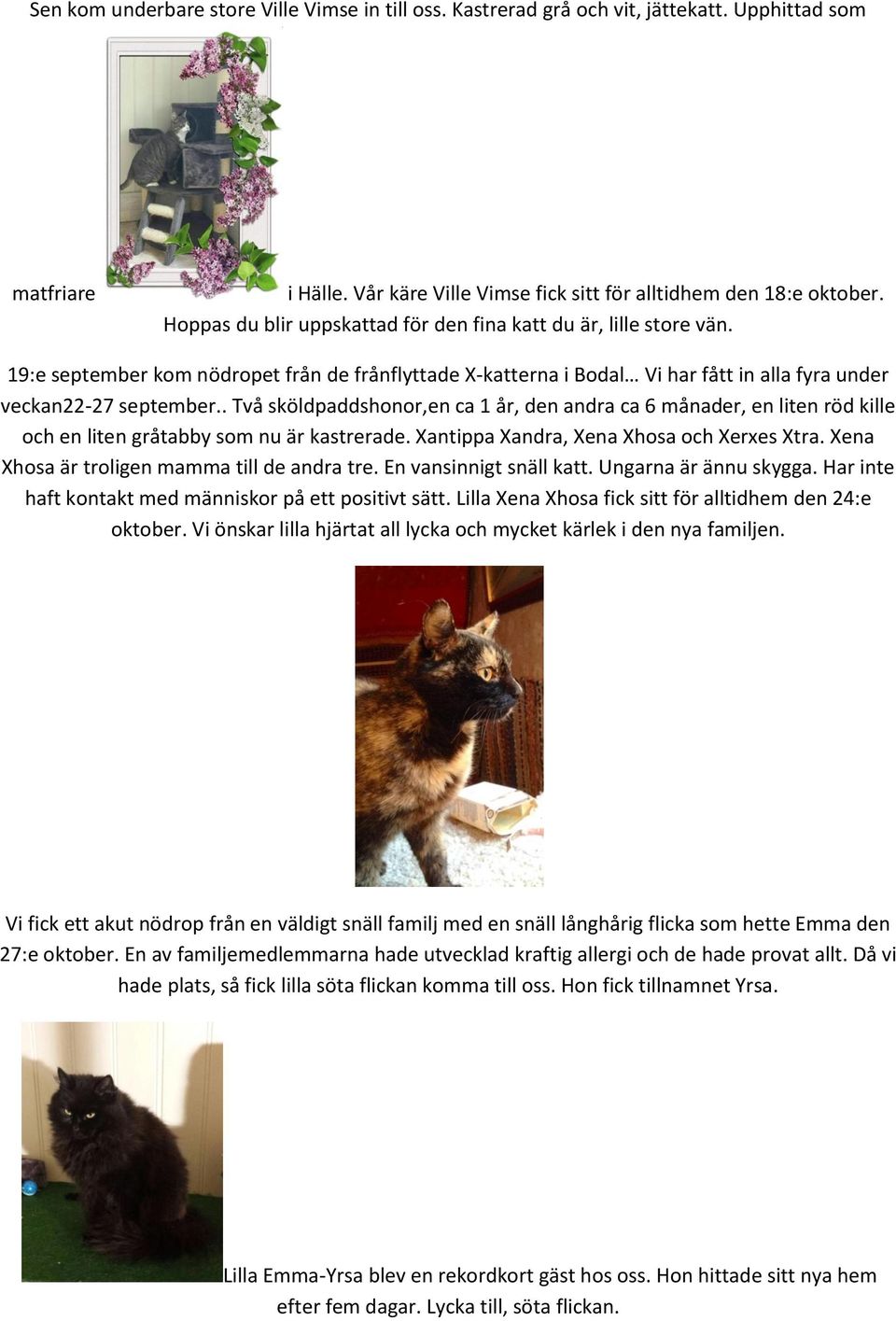 . Två sköldpaddshonor,en ca 1 år, den andra ca 6 månader, en liten röd kille och en liten gråtabby som nu är kastrerade. Xantippa Xandra, Xena Xhosa och Xerxes Xtra.