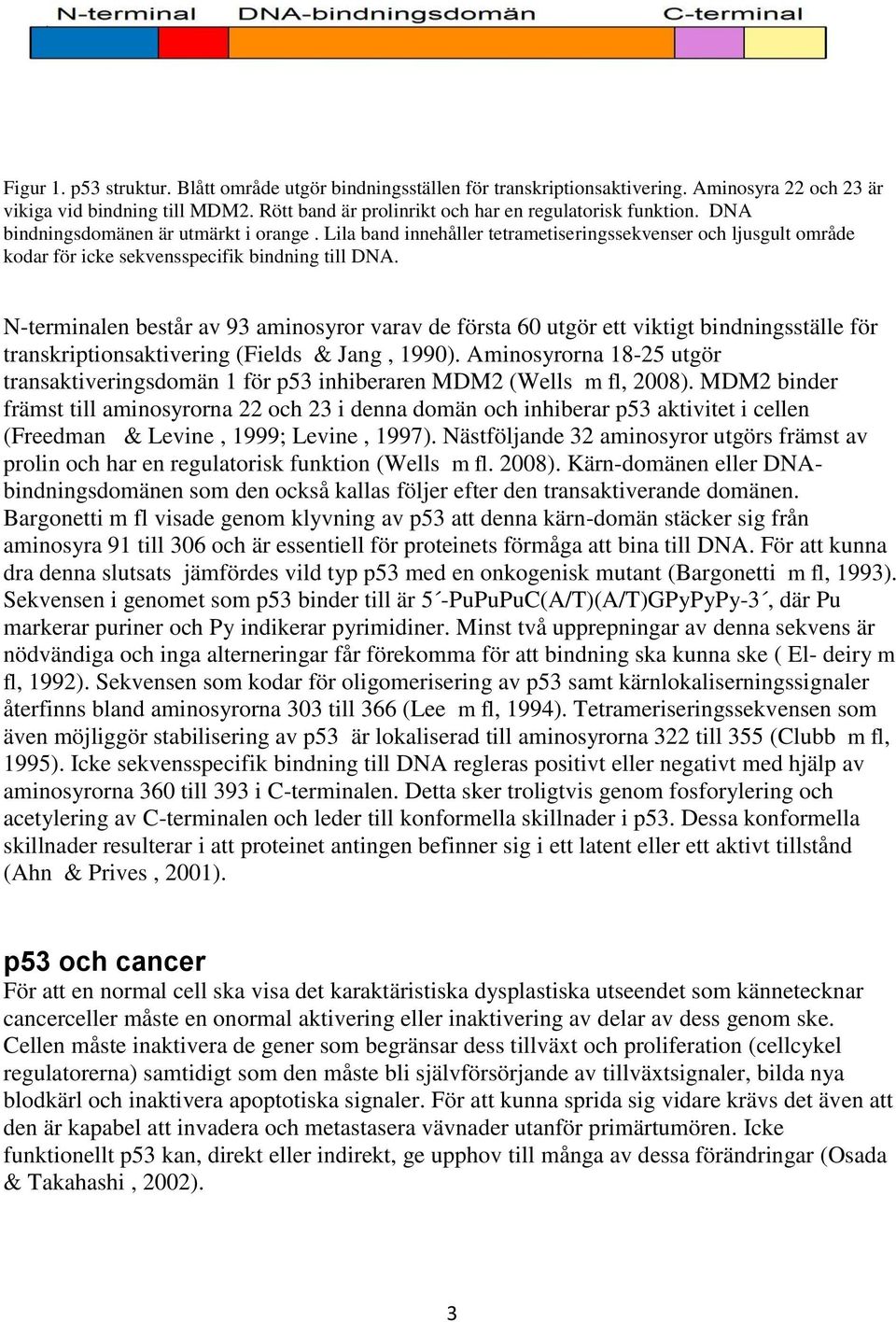 N-terminalen består av 93 aminosyror varav de första 60 utgör ett viktigt bindningsställe för transkriptionsaktivering (Fields & Jang, 1990).