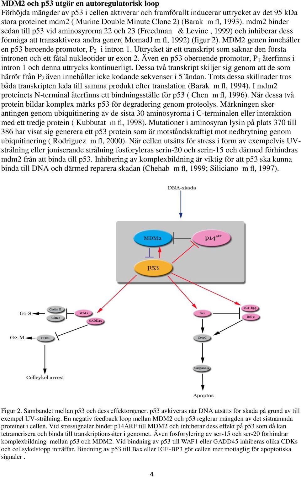 MDM2 genen innehåller en p53 beroende promotor, P 2 i intron 1. Uttrycket är ett transkript som saknar den första intronen och ett fåtal nukleotider ur exon 2.