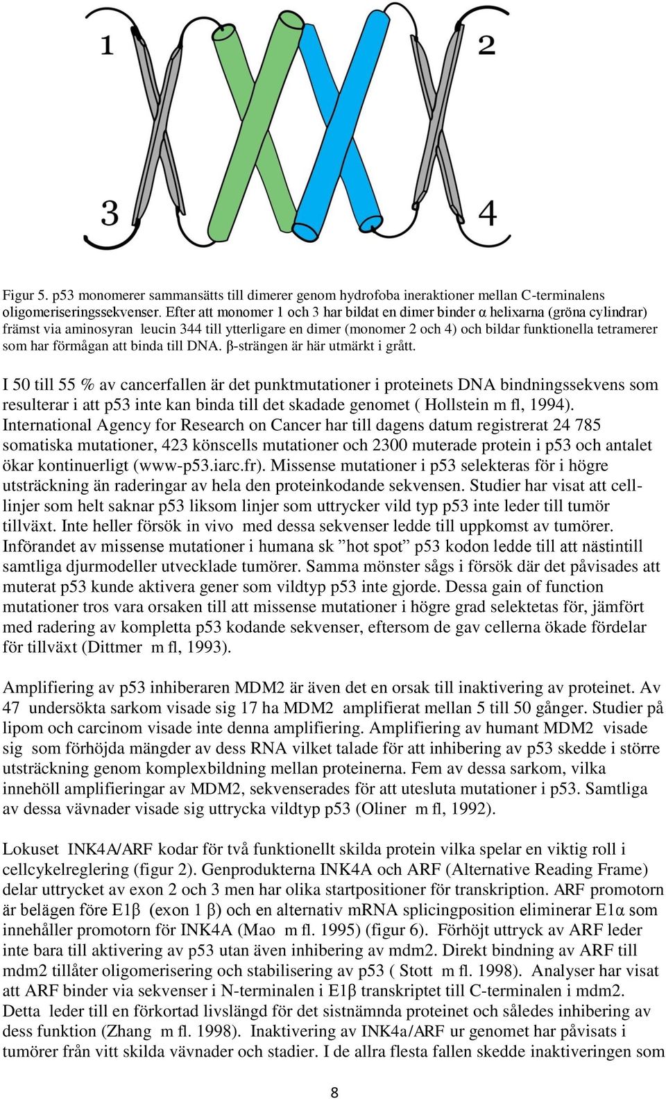 har förmågan att binda till DNA. β-strängen är här utmärkt i grått.