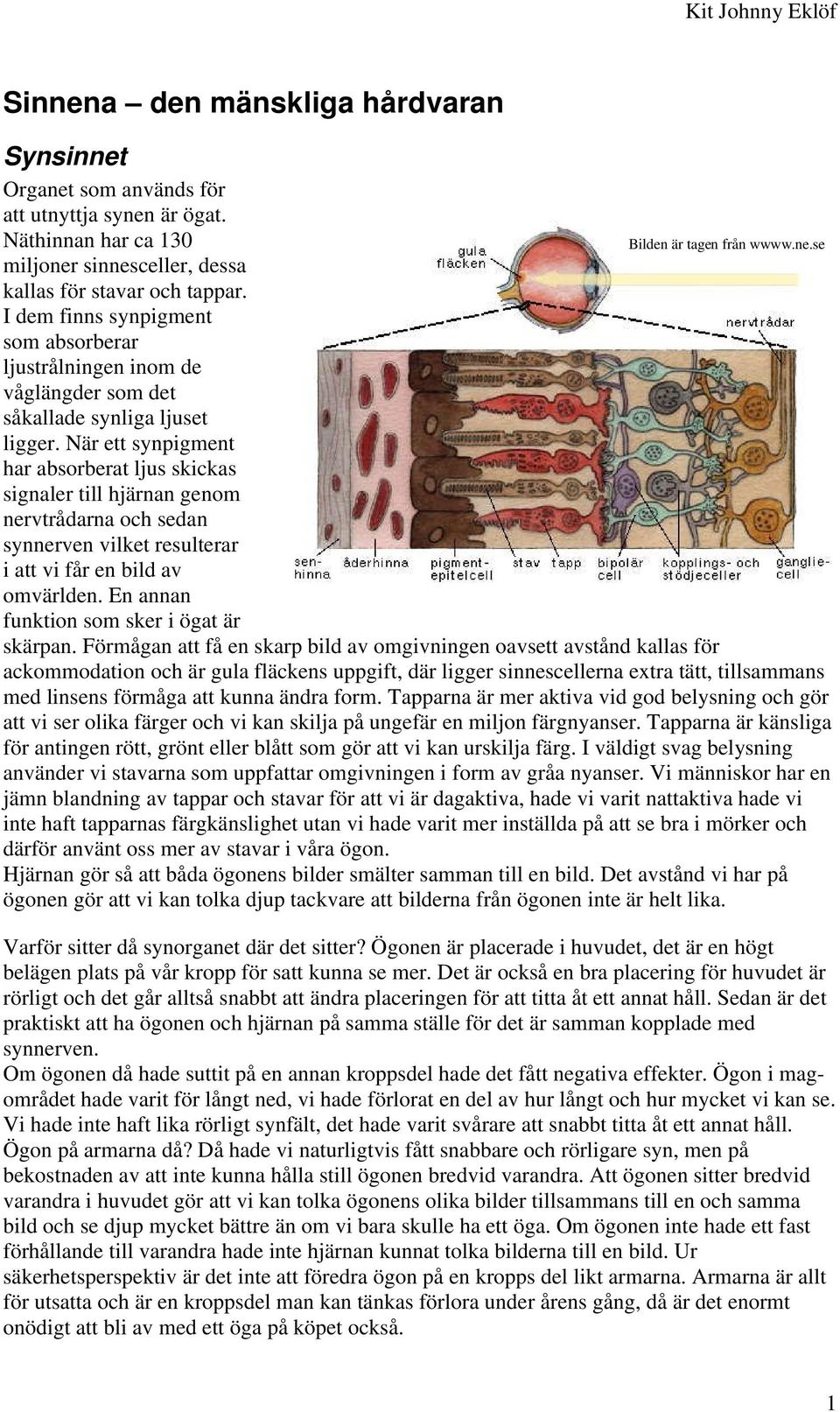 När ett synpigment har absorberat ljus skickas signaler till hjärnan genom nervtrådarna och sedan synnerven vilket resulterar i att vi får en bild av omvärlden.