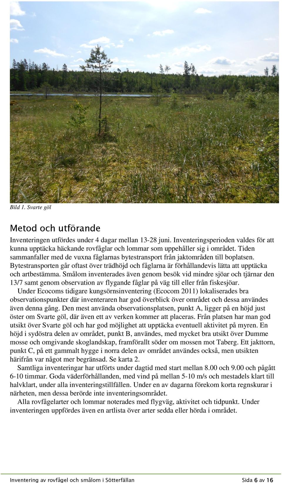 Bytestransporten går oftast över trädhöjd och fåglarna är förhållandevis lätta att upptäcka och artbestämma.