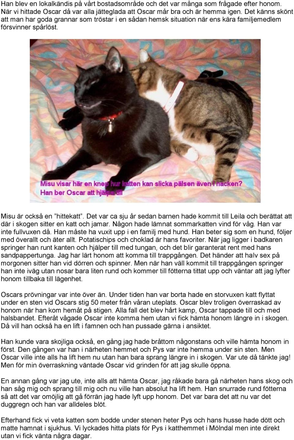 Det var ca sju år sedan barnen hade kommit till Leila och berättat att där i skogen sitter en katt och jamar. Någon hade lämnat sommarkatten vind för våg. Han var inte fullvuxen då.