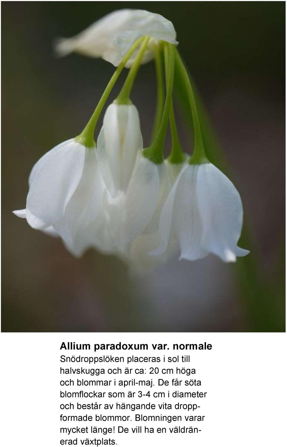 höga och blommar i april-maj.