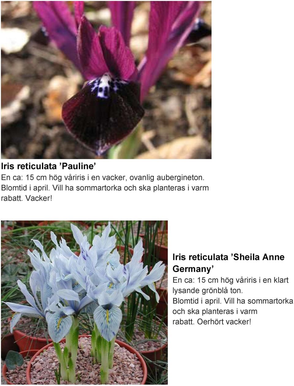 Iris reticulata Sheila Anne Germany En ca: 15 cm hög våriris i en klart lysande
