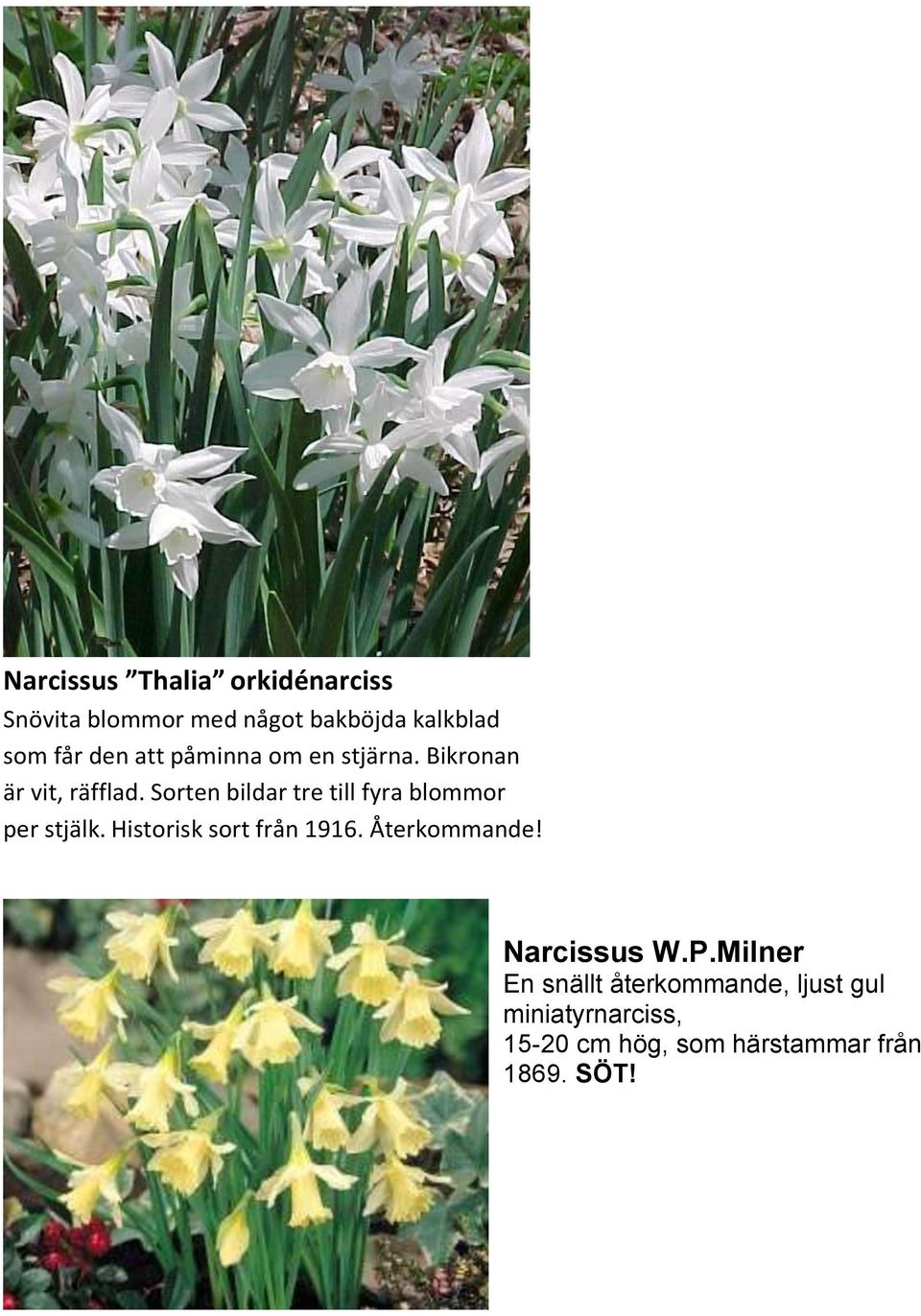 Sorten bildar tre till fyra blommor per stjälk. Historisk sort från 1916.