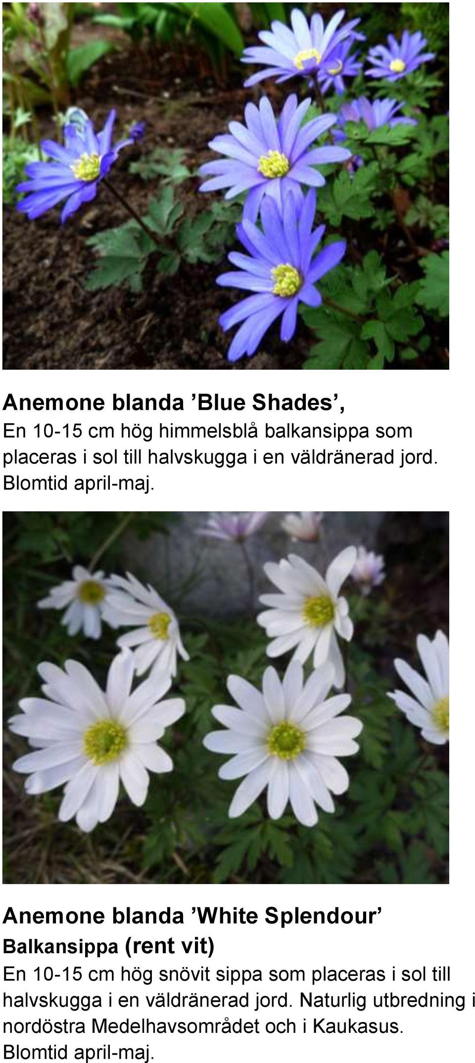 Anemone blanda White Splendour Balkansippa (rent vit) En 10-15 cm hög snövit sippa som