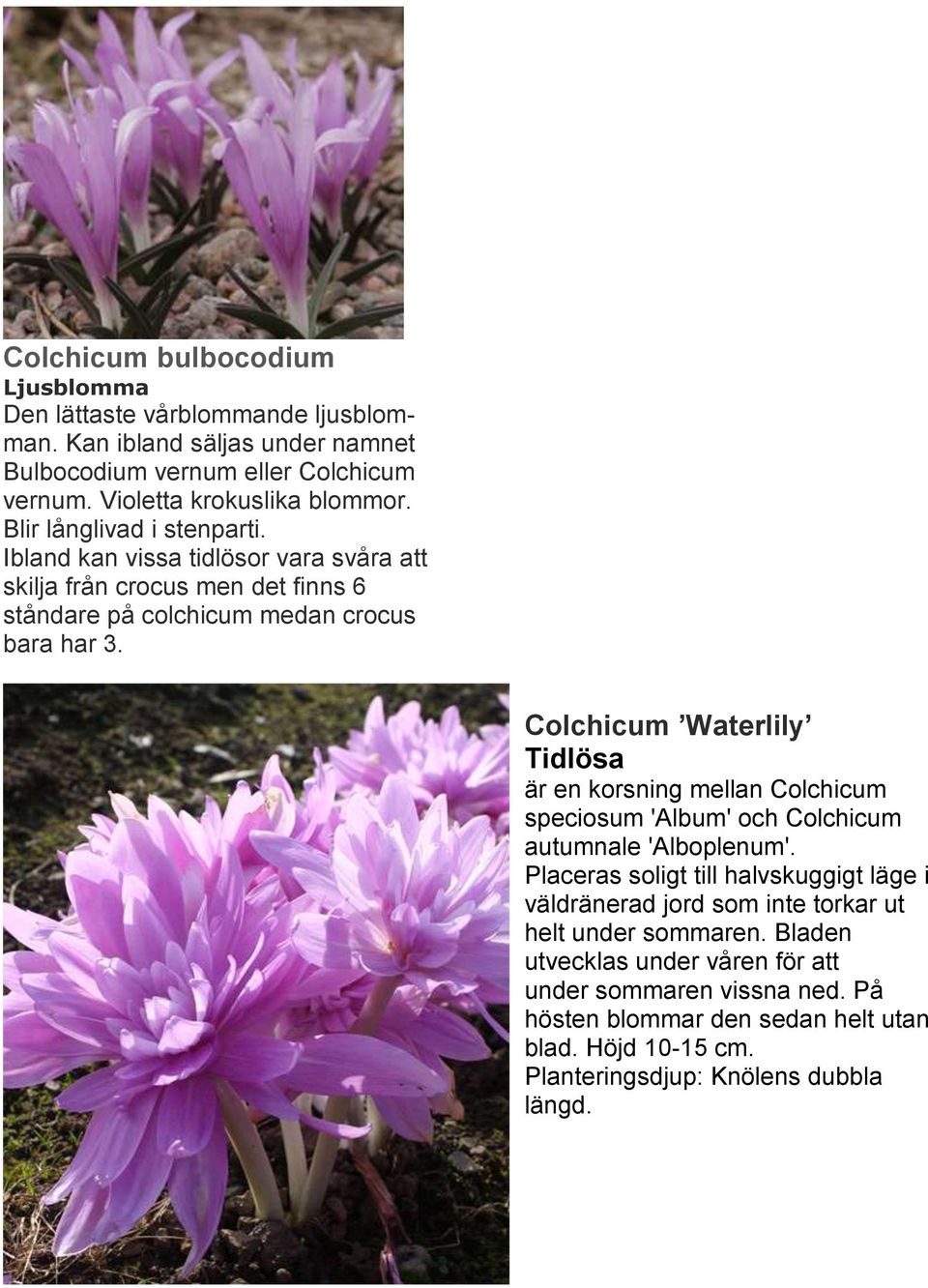 Colchicum Waterlily Tidlösa är en korsning mellan Colchicum speciosum 'Album' och Colchicum autumnale 'Alboplenum'.