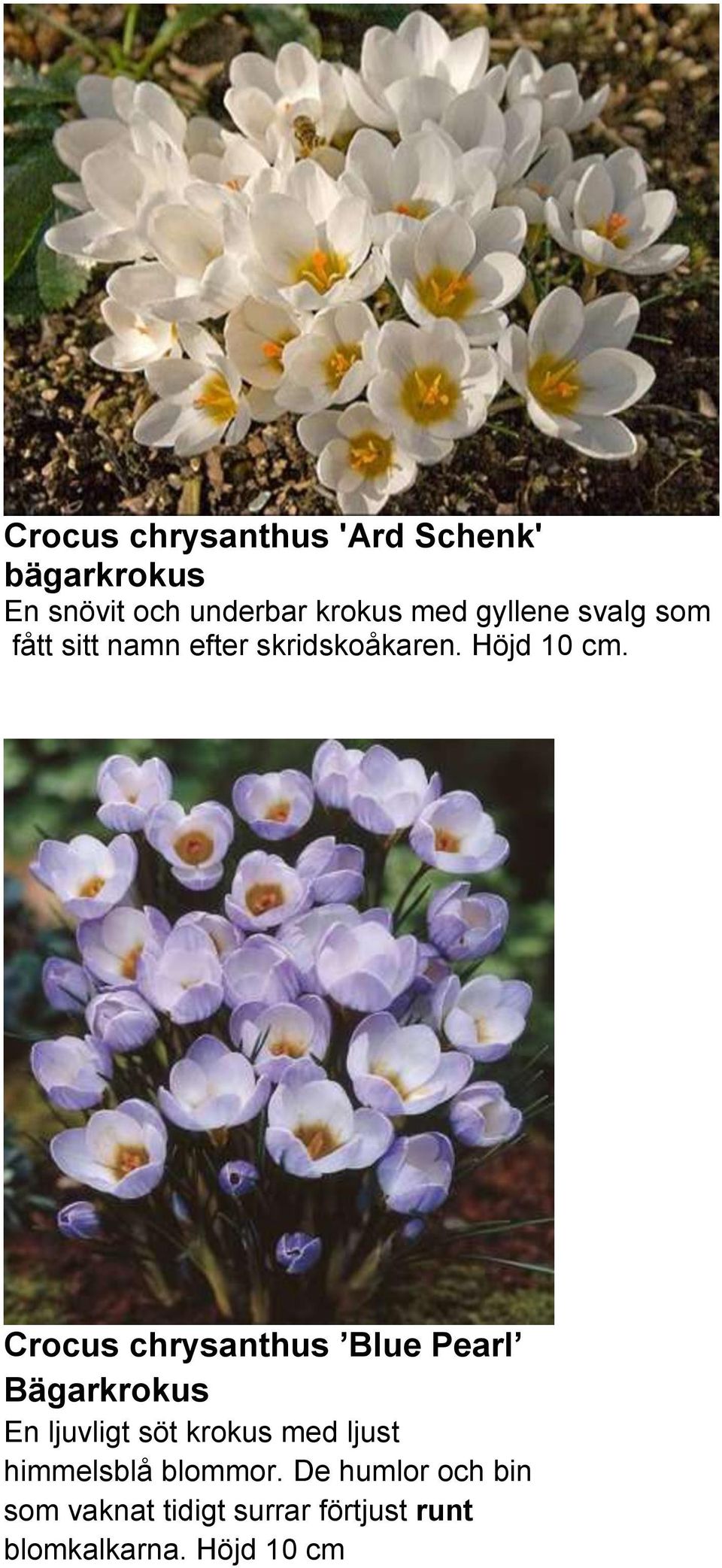 Crocus chrysanthus Blue Pearl Bägarkrokus En ljuvligt söt krokus med ljust