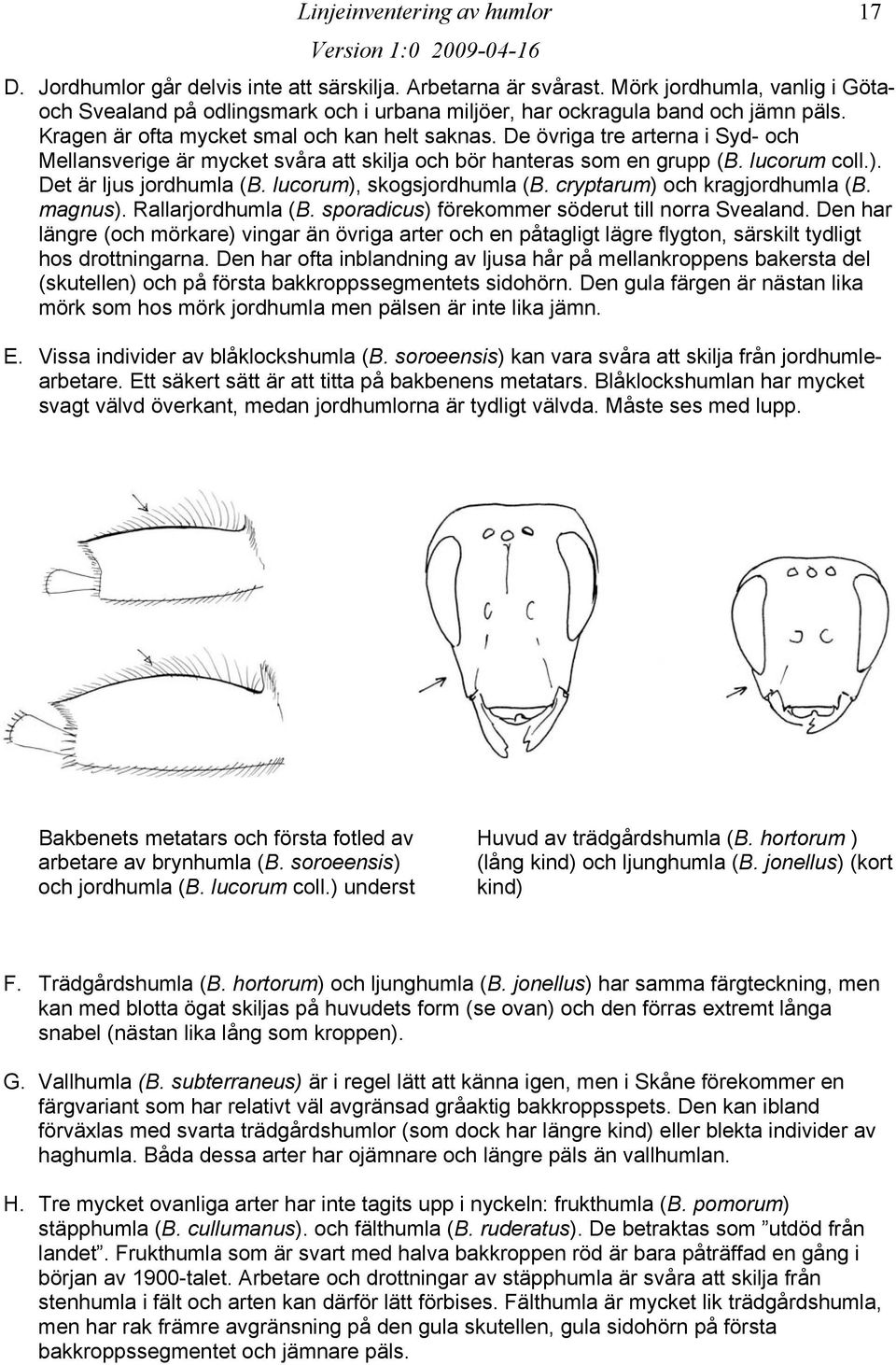 De övriga tre arterna i Syd- och Mellansverige är mycket svåra att skilja och bör hanteras som en grupp (B. lucorum coll.). Det är ljus jordhumla (B. lucorum), skogsjordhumla (B.