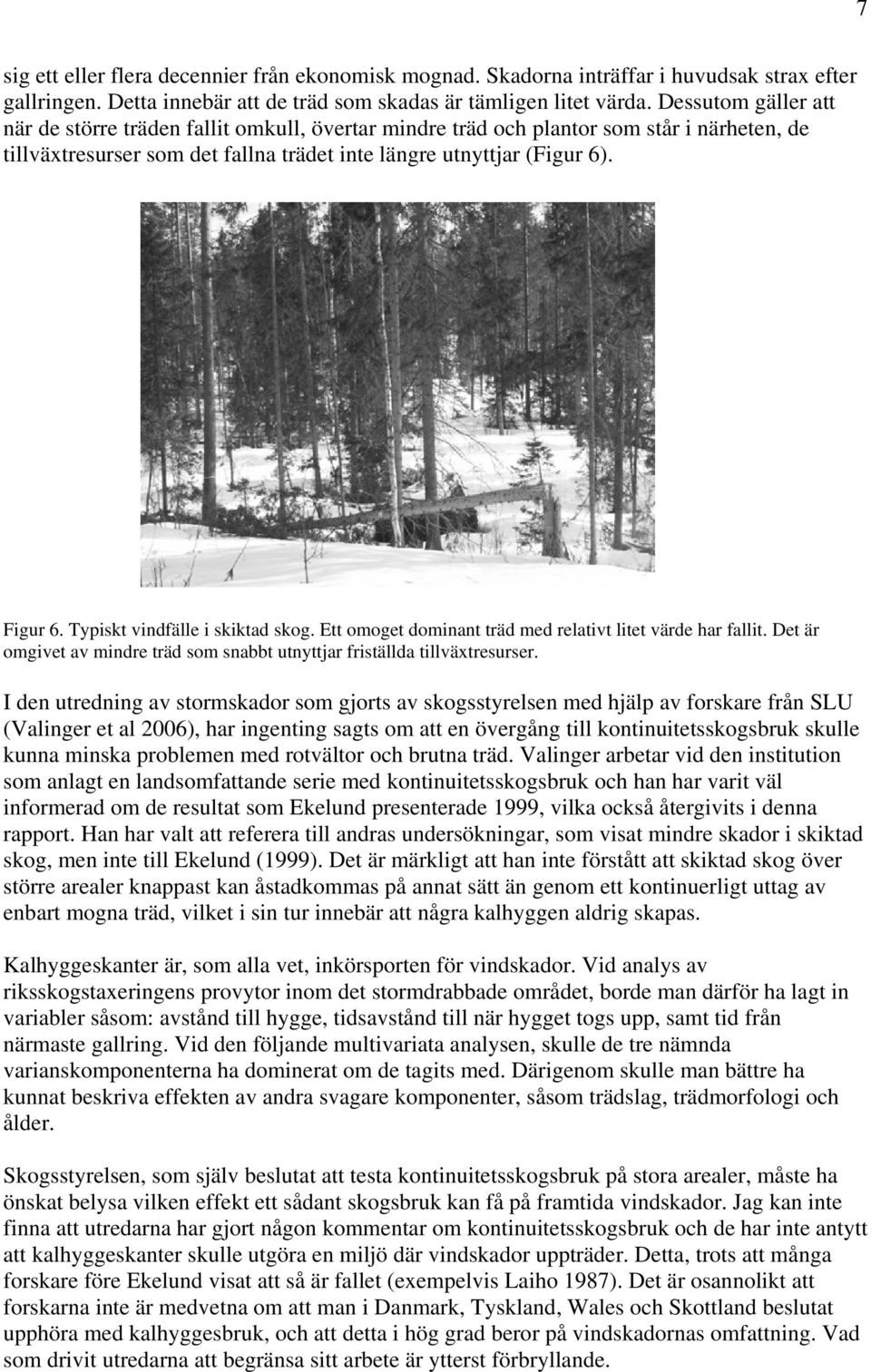 Typiskt vindfälle i skiktad skog. Ett omoget dominant träd med relativt litet värde har fallit. Det är omgivet av mindre träd som snabbt utnyttjar friställda tillväxtresurser.