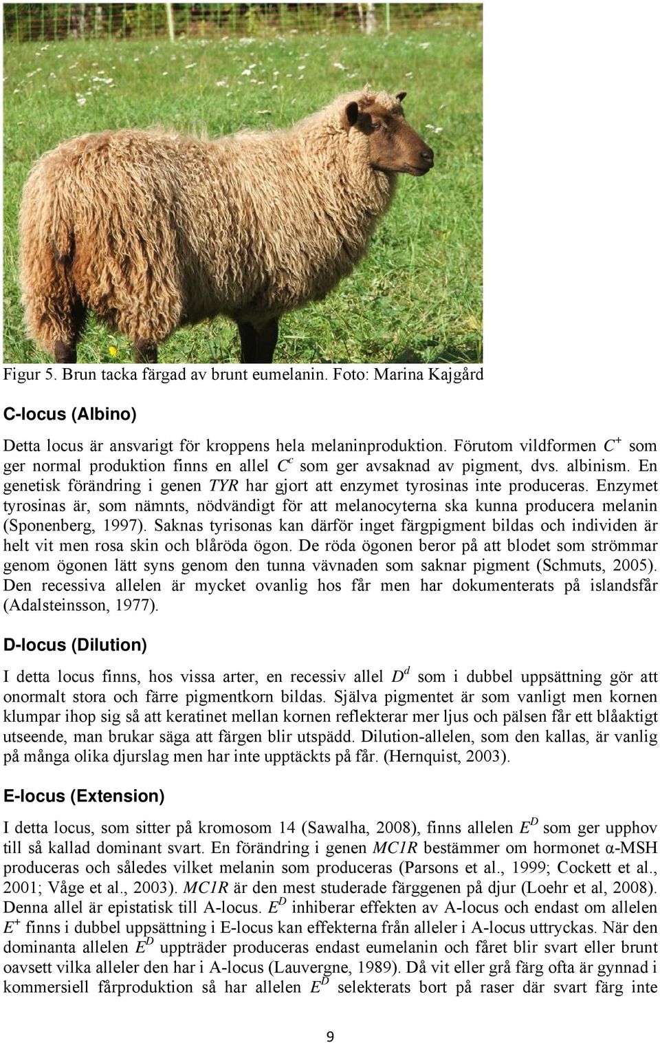 Enzymet tyrosinas är, som nämnts, nödvändigt för att melanocyterna ska kunna producera melanin (Sponenberg, 1997).