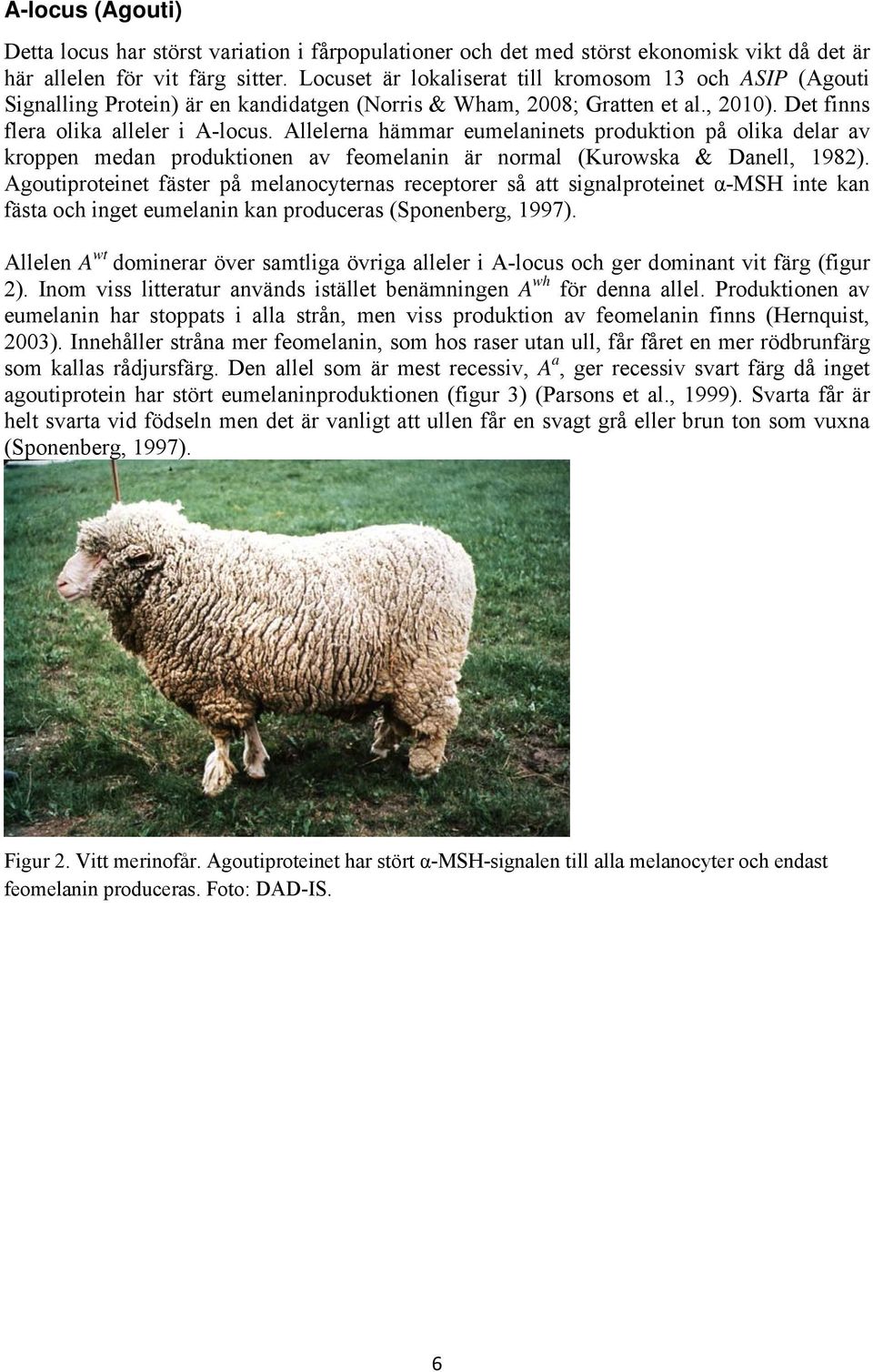 Allelerna hämmar eumelaninets produktion på olika delar av kroppen medan produktionen av feomelanin är normal (Kurowska & Danell, 1982).