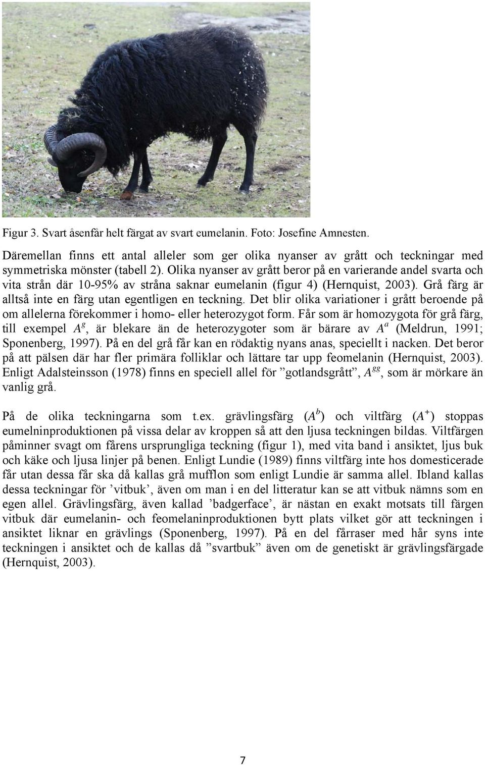 Grå färg är alltså inte en färg utan egentligen en teckning. Det blir olika variationer i grått beroende på om allelerna förekommer i homo- eller heterozygot form.