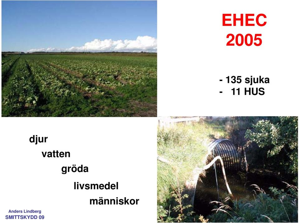 djur vatten