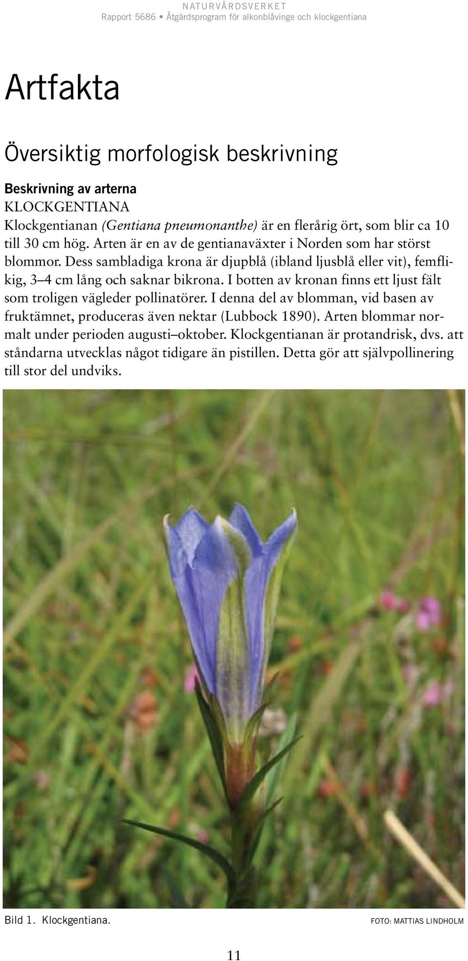 I botten av kronan finns ett ljust fält som troligen vägleder pollinatörer. I denna del av blomman, vid basen av fruktämnet, produceras även nektar (Lubbock 1890).