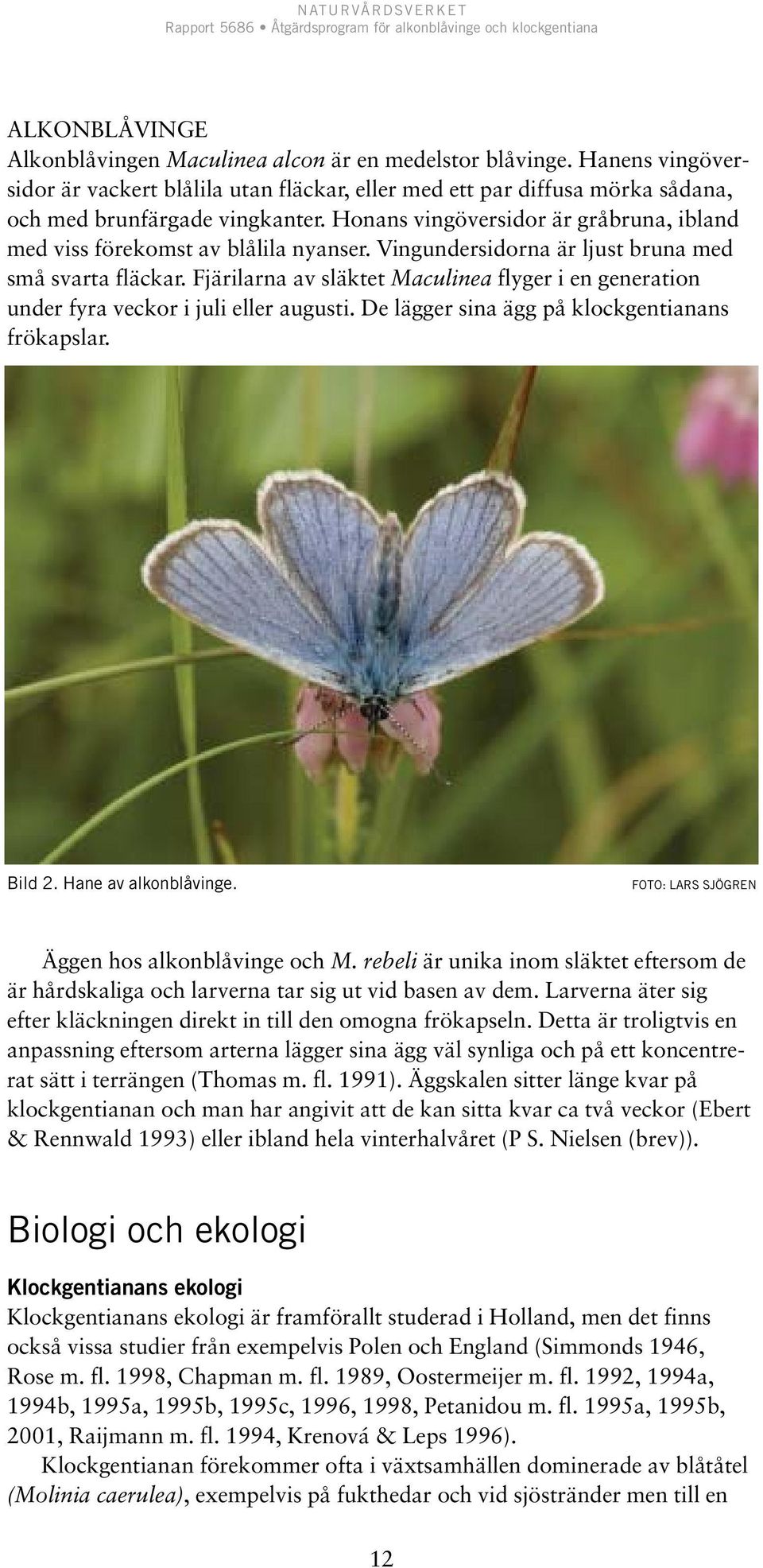 Fjärilarna av släktet Maculinea flyger i en generation under fyra veckor i juli eller augusti. De lägger sina ägg på klockgentianans frökapslar. Bild 2. Hane av alkonblåvinge.