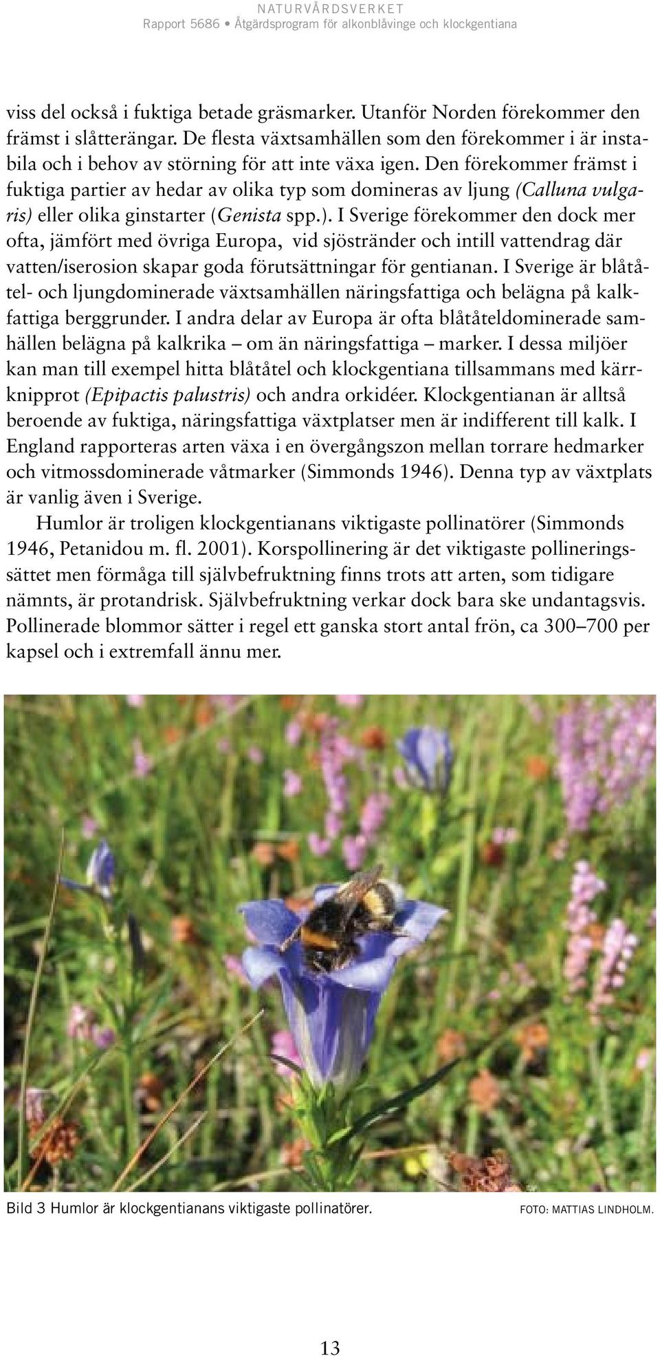 Den förekommer främst i fuktiga partier av hedar av olika typ som domineras av ljung (Calluna vulgaris) 