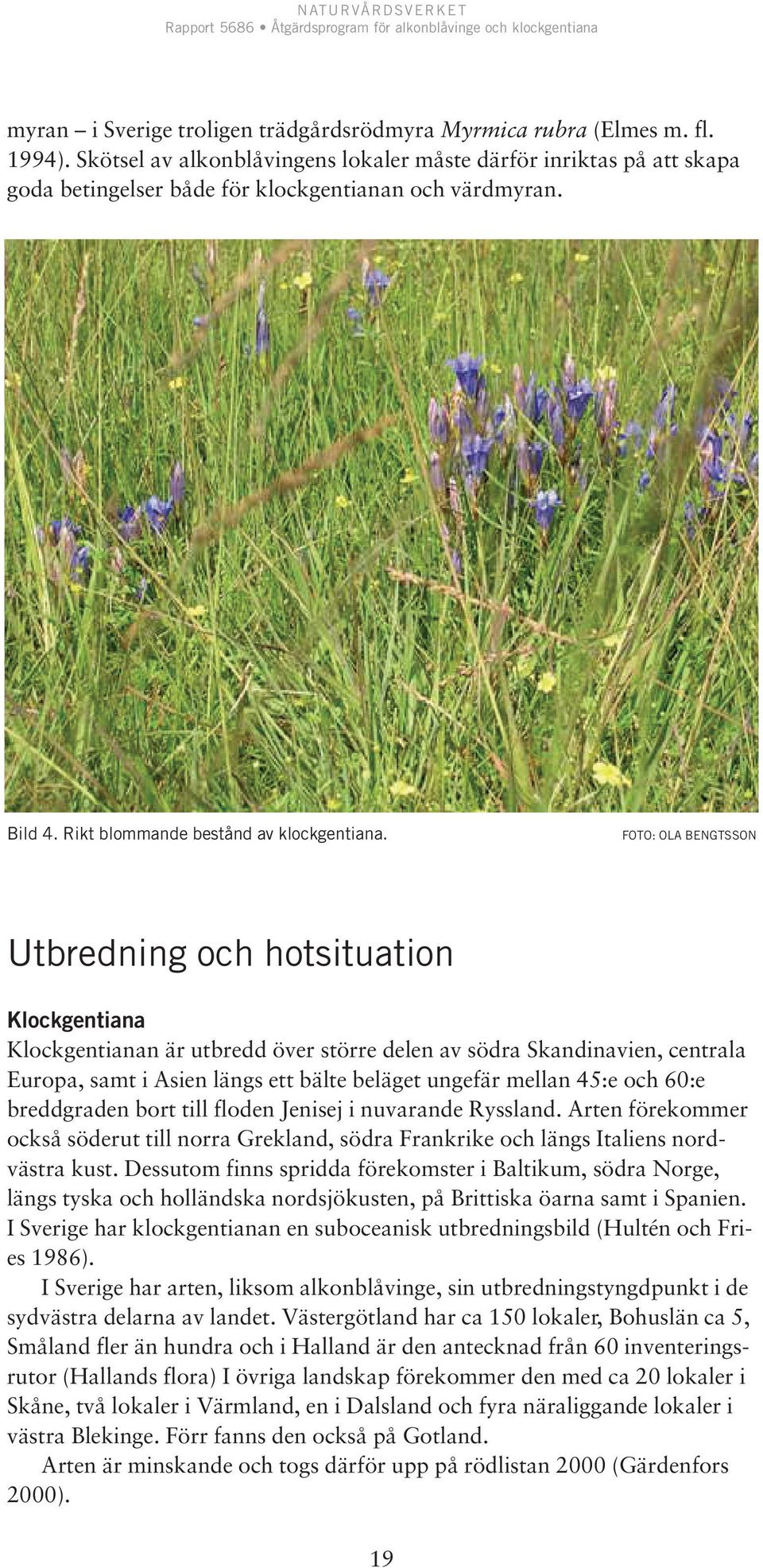 FOTO: OLA BENGTSSON Utbredning och hotsituation Klockgentiana Klockgentianan är utbredd över större delen av södra Skandinavien, centrala Europa, samt i Asien längs ett bälte beläget ungefär mellan