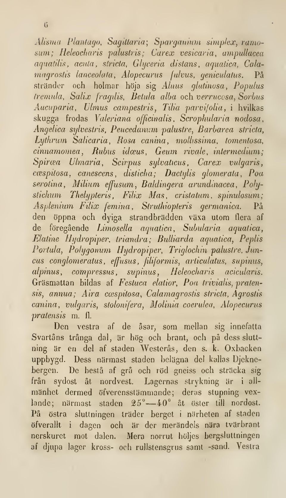 På strilnder och holmar höja sig Alnns glutinusa, Populus tremula, Salix fragilis, Betala alba och verrucosa, Sorlus Aucuparia, Ulmus campestris, Tilia pavvijolia, i hvilkas skugga frodas Valeriana