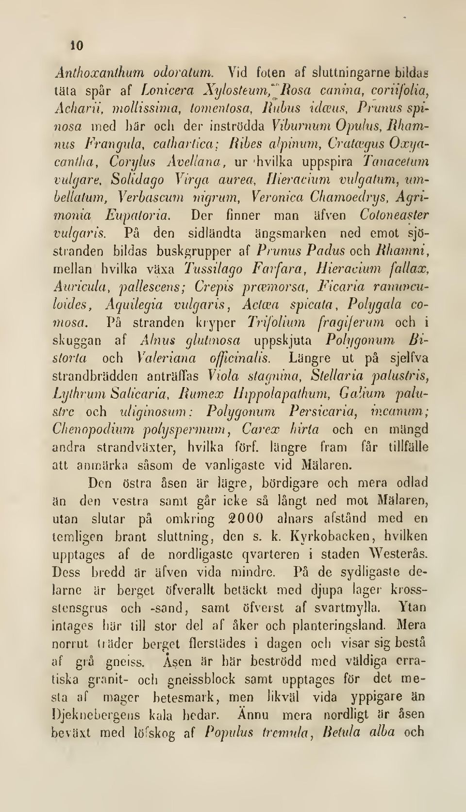 Rhammis Frangula, cathartica; Ribes alpinum, Cratagus Oxijacantha, Corylus Avellana, ur hvilka uppspira Tanacelum vulgäre, Solidago Yirga aurea, llieracium vulgahim, imibellatum, Yerbascum mgrum,