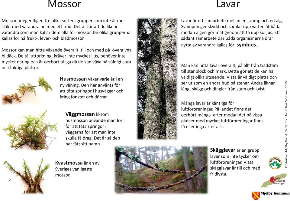 De tål uttorkning, kräver inte mycket ljus, behöver inte mycket näring och är oerhört tåliga då de kan växa på väldigt sura och fuktiga platser. Husmossan växer varje år i en ny våning.