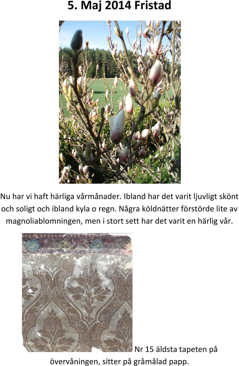 Några köldnätter förstörde lite av magnoliablomningen, men i stort sett