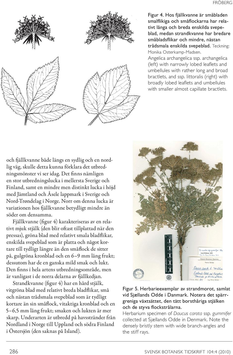 svepeblad. Teckning: Monika Osterkamp-Madsen. Angelica archangelica ssp. archangelica (left) with narrowly lobed leaflets and umbellules with rather long and broad bractlets, and ssp.