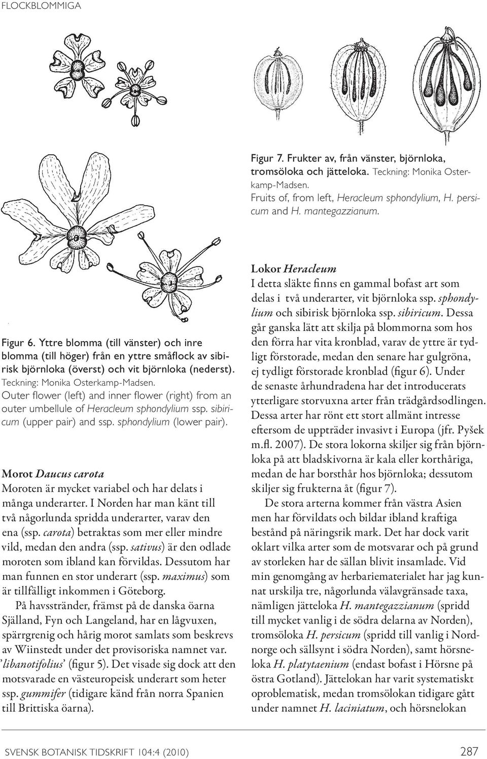 Outer flower (left) and inner flower (right) from an outer umbellule of Heracleum sphondylium ssp. sibiricum (upper pair) and ssp. sphondylium (lower pair).