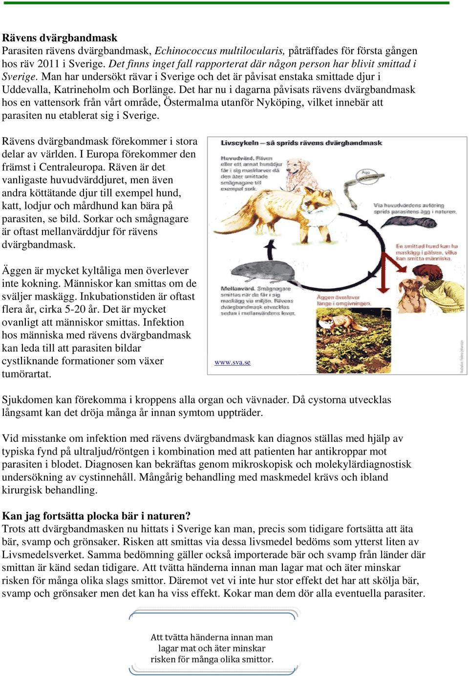 Det har nu i dagarna påvisats rävens dvärgbandmask hos en vattensork från vårt område, Östermalma utanför Nyköping, vilket innebär att parasiten nu etablerat sig i Sverige.
