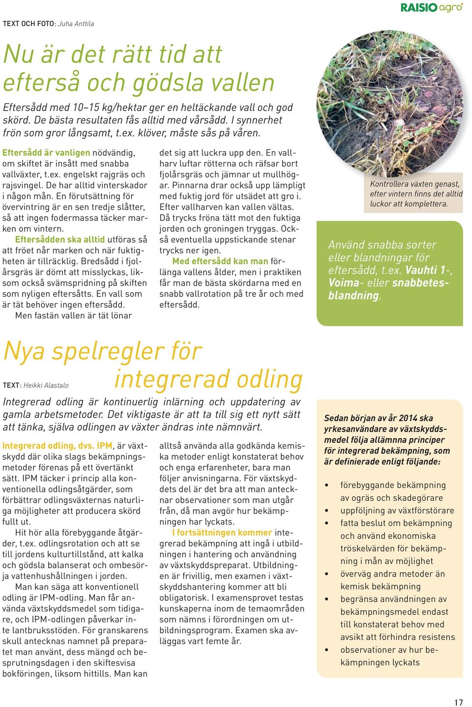 De har alltid vinterskador i någon mån. En förutsättning för övervintring är en sen tredje slåtter, så att ingen fodermassa täcker marken om vintern.