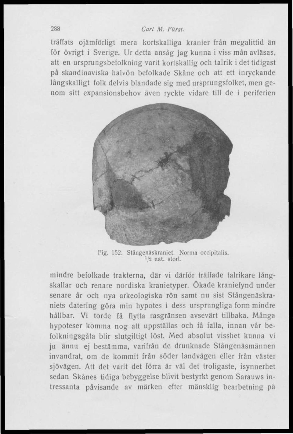 delvis blandade sig med ursprungsfolket, men genom sitt expansionsbehov även ryckte vidare till de i periferien Fig. 152. Stångenäskraniet. Norma occipitalis. Va nat. storl.