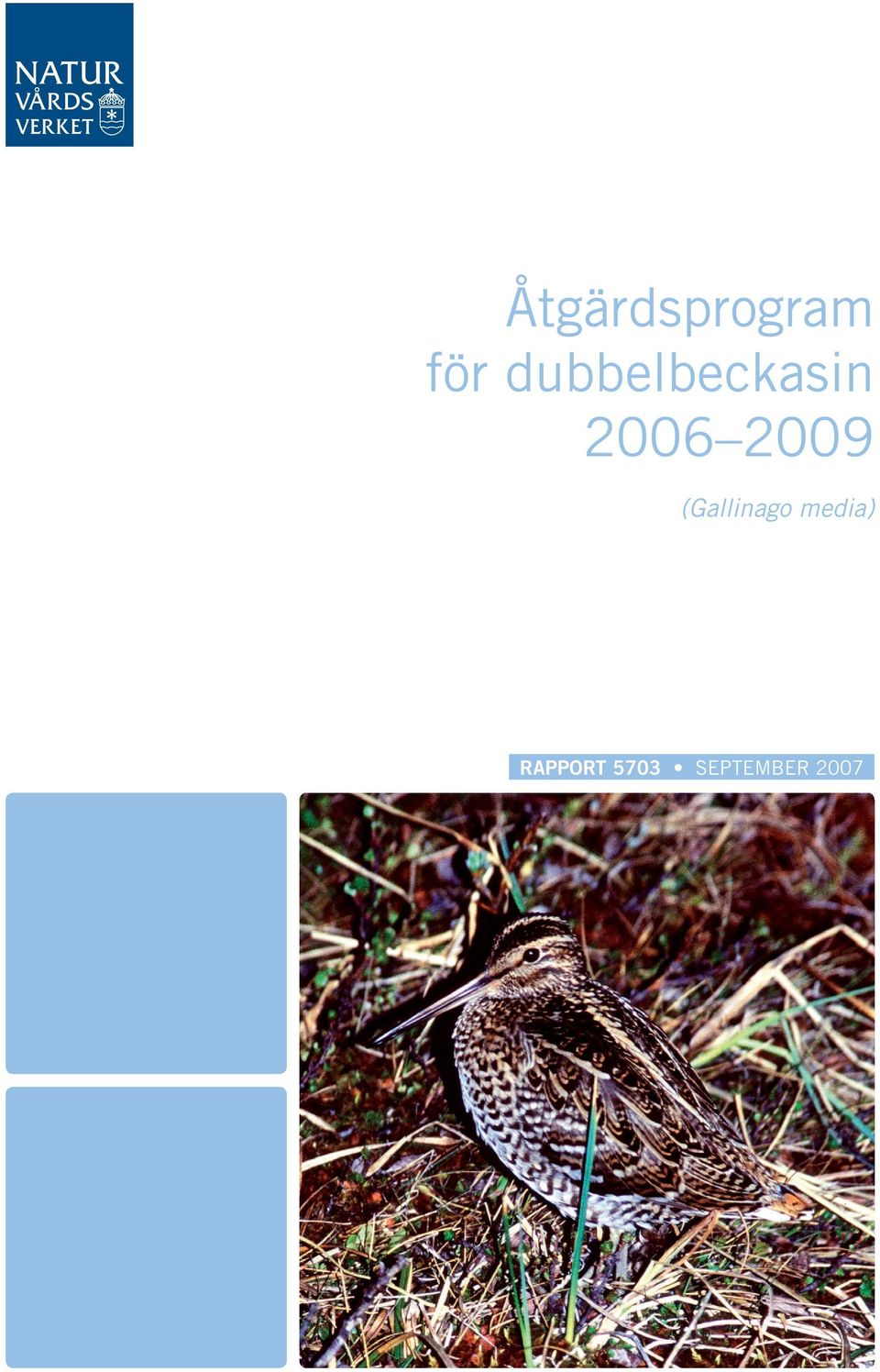 2009 (Gallinago media)