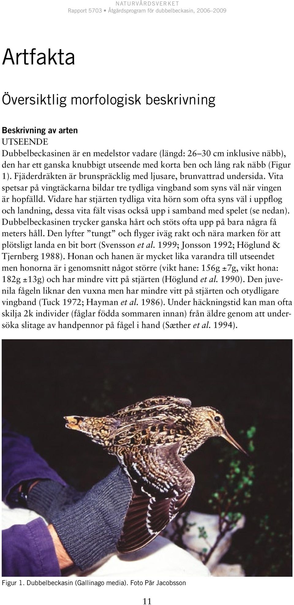 Vidare har stjärten tydliga vita hörn som ofta syns väl i uppflog och landning, dessa vita fält visas också upp i samband med spelet (se nedan).